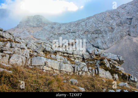 alpine ibex standing in front of a mountain in Bohinj Stock Photo