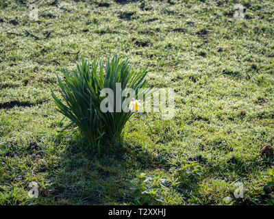 Single daffodil flower in a field of green Stock Photo