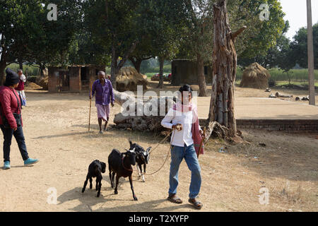 Indian shepherd boy walking with goats in a field with other men Stock Photo