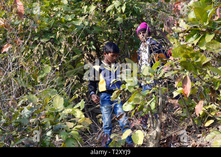 Little local Indian boys are playing in green forest Stock Photo