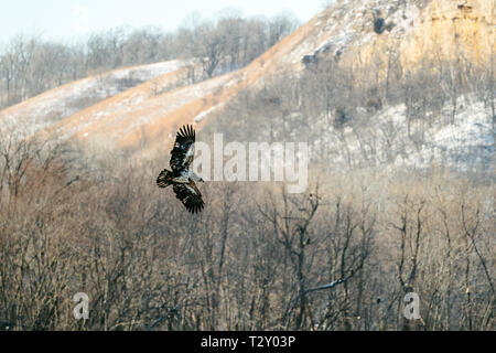 A juvenile bald eagle flies in front of some trees Stock Photo