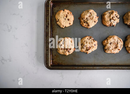 Freshly baked chocolate chip cookies cooling on a sheet pan shot from Stock Photo