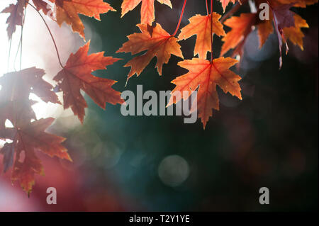 Colorful autumn maple leaves hang over still water in a quiet, mist ...