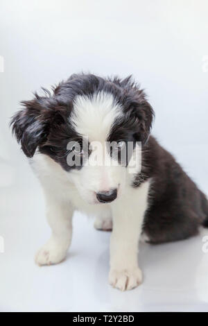 Funny studio portrait of cute smilling puppy dog border collie isolated on white background. New lovely member of family little dog gazing and waiting Stock Photo