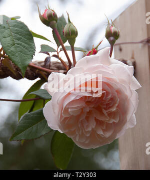 Rosa Shepherdess bears medium-sized, deeply cupped flowers, with a few stamens. They are pale apricot – sometimes with a pinkish hue. Stock Photo