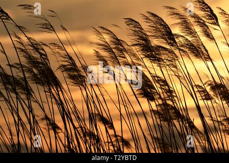 Sea Oats at sun down on the beach on Assateague Island where wild horses wonder the year around in Maryland USA America in Winter Stock Photo