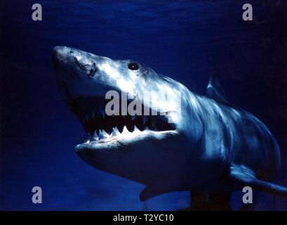 GREAT WHITE SHARK, JAWS, 1975 Stock Photo