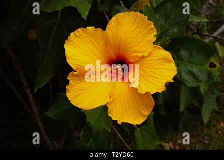 Yellow Hibiscus Stock Photo