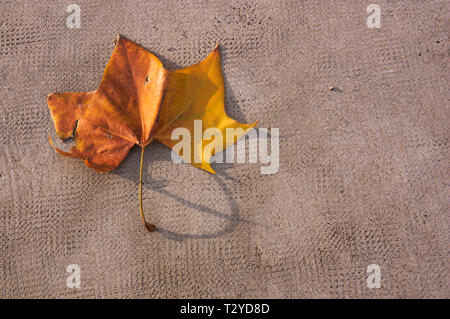 A tree leaf on the gray floor with some texture and space for texts Stock Photo