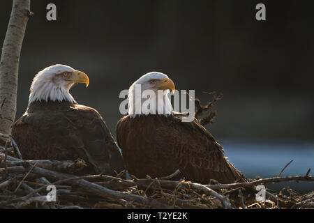 Adult bald eagles (Haliaeetus leucocephalus) on their nest on Yukon River, near Whitehorse, Yukon, Canada Stock Photo