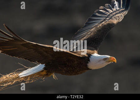 Adult bald eagle (Haliaeetus leucocephalus) flying back to its nest on Yukon River, near Whitehorse, Yukon, Canada Stock Photo
