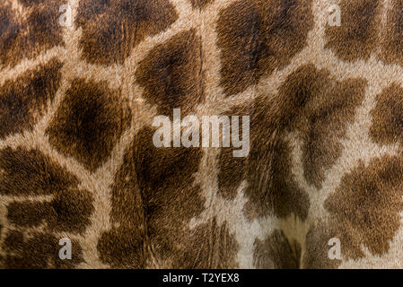 Real giraffe skin texture image for background or wallpaper Stock Photo