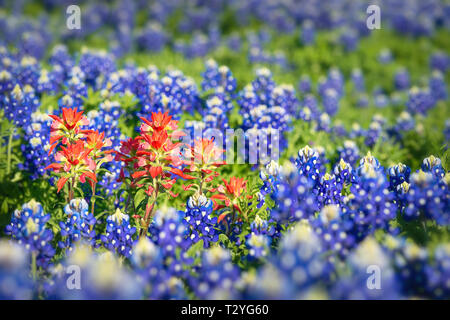 Indian Paintbrush wildflowers surrounded by Texas bluebonnets. Shallow depth of field. Stock Photo