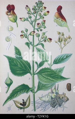 Figwort (Scrophularia nodosa), historical illustration from 1885, Germany Stock Photo