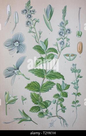 Germander speedwell (Veronica chamaedrys), historical illustration from 1885, Germany Stock Photo