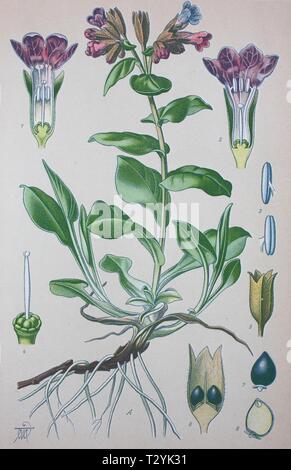 Common lungwort (Pulmonaria officinalis), historical illustration from 1885, Germany Stock Photo