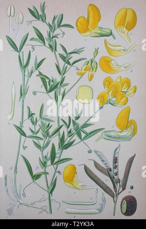Meadow vetchling (Lathyrus pratensis), historical illustration from 1885, Germany Stock Photo