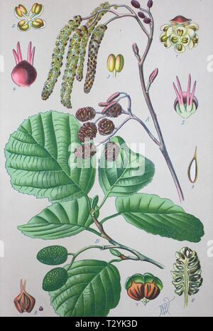 Common alder (Alnus glutinosa), historical illustration from 1885, Germany Stock Photo