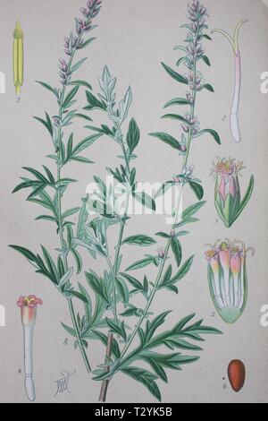Common Mugwort (Artemisia vulgaris), historical illustration from 1885, Germany Stock Photo