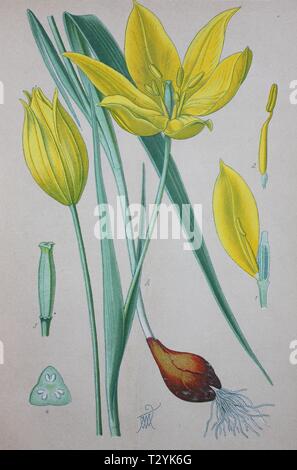 Wild tulip (Tulipa sylvestris), historical illustration from 1885, Germany Stock Photo