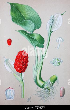 Bog arum (Calla palustris), historical illustration from 1885, Germany Stock Photo