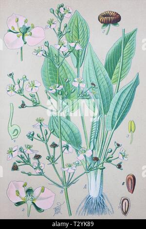 European water-plantain (Alisma plantago-aquatica), historical illustration from 1885, Germany Stock Photo