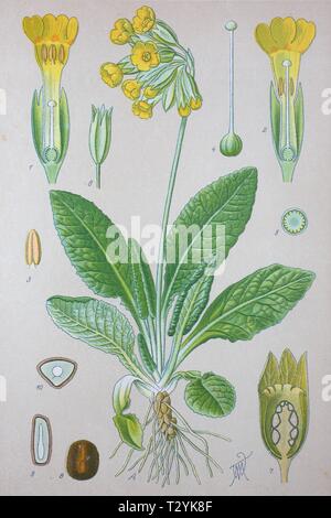 Common cowslip (Primula veris), historical illustration from 1885, Germany Stock Photo