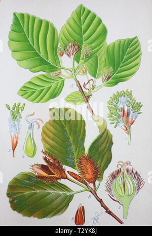 European beech (Fagus sylvatica), historical illustration from 1885, Germany Stock Photo
