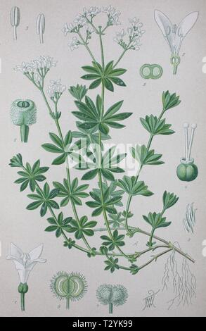 Sweetscented bedstraw (Galium odoratum), historical illustration from 1885, Germany Stock Photo