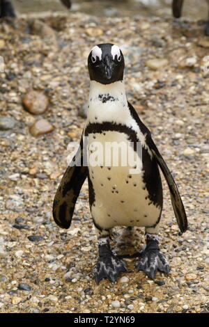 african penguin in a zoo in italy Stock Photo