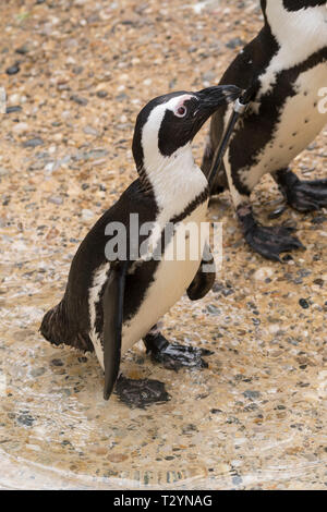 african penguin in a zoo in italy Stock Photo