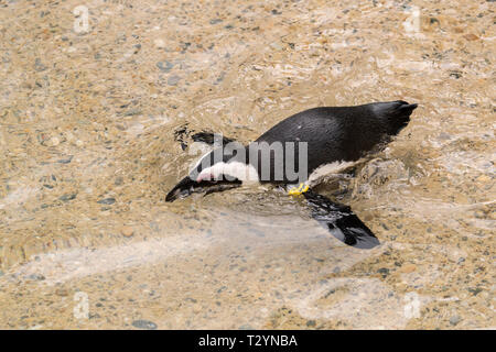 african penguin in a zoo in italy Stock Photo