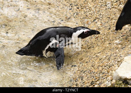 african penguin in a zoo in italy Stock Photo