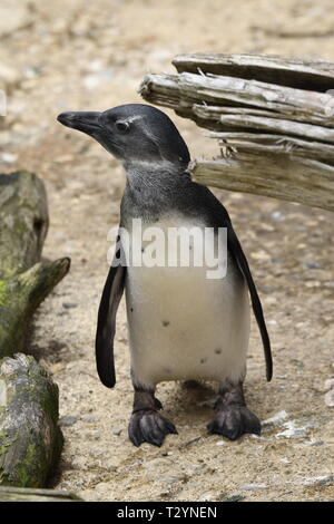 african penguin in a zoo in italy Stock Photo