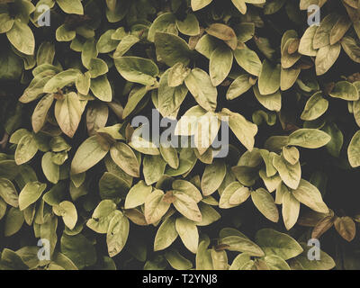 Image of creative layout consisting of green leaves. flat lay Stock Photo