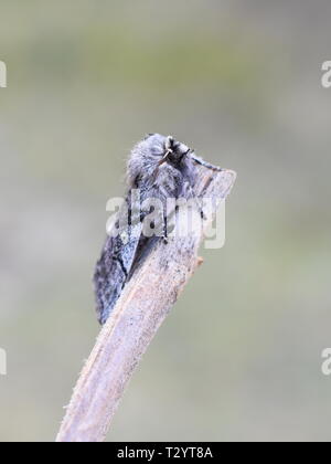 The early flying yellow horned moth Achlya flavicornis sitting on a stick Stock Photo