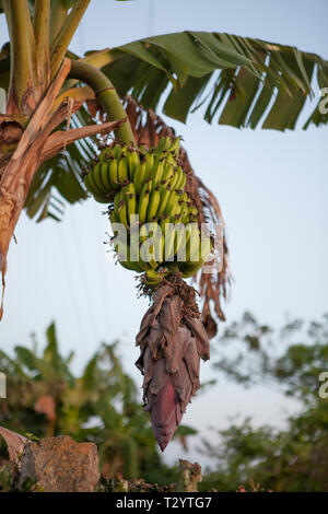 Banana Tree in Santa Clara Cuba Stock Photo