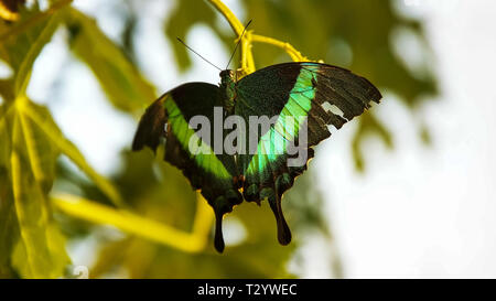 close up of a banded peacock butterfly on a branch Stock Photo