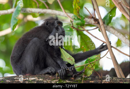 The Celebes crested macaque with cub on the branch of the tree. Crested black macaque, Sulawesi crested macaque, sulawesi macaque or the black ape.  N Stock Photo