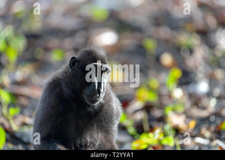The Celebes crested macaque .  Crested black macaque, Sulawesi macaque, or the black ape.  Natural habitat. Sulawesi. Indonesia. Stock Photo