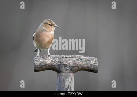A female chaffinch, Fringilla coelebs, looking to the right is perched on the handle or a fork or spade Stock Photo