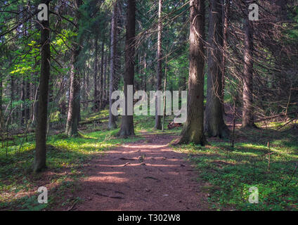 Idyllic forest path with atmospheric mood and nice sunlight at summer day in Finland Stock Photo