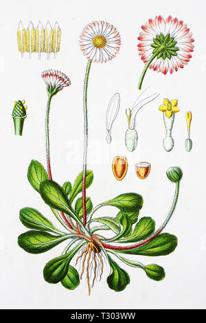 Digital improved reproduction of an illustration of, Bellis perennis, Gänseblümchen, from an original print of the 19th century Stock Photo