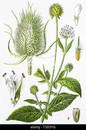 Small Teasel Dipsacus pilosus Small Teasel Stock Photo - Alamy