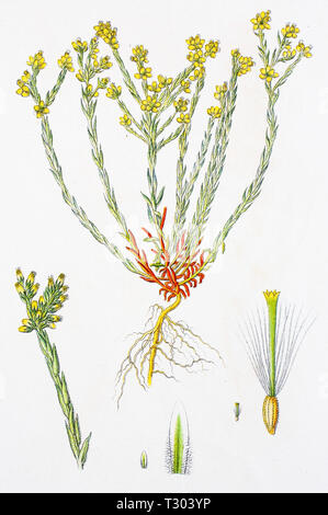 Digital improved reproduction of an illustration of, Zwerg-Filzkraut, Filago minima, Slender Cudweed, from an original print of the 19th century Stock Photo