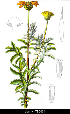 Digital improved reproduction of an illustration of, Färberkamille, Anthemis tinctoria, golden marguerite, yellow chamomile, from an original print of the 19th century Stock Photo