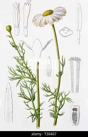 Digital improved reproduction of an illustration of, Geruchlose Kamille, Tripleurospermum inodorum, from an original print of the 19th century Stock Photo