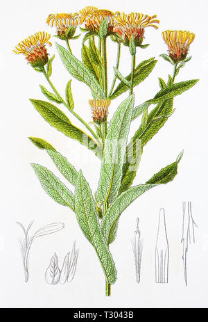 Digital improved reproduction of an illustration of, Alant variante, Inula germanica x salicina, Elecampane var, from an original print of the 19th century Stock Photo