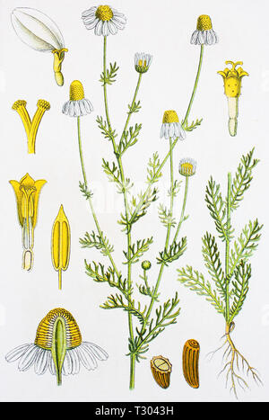 Digital improved reproduction of an illustration of, echte Kamille, Matricaria chamomilla, Matricaria recutita, chamomile, camomile, from an original print of the 19th century Stock Photo