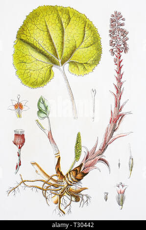 Digital improved reproduction of an illustration of, echte Pestwurz, Petasites hybridus, butterbur, from an original print of the 19th century